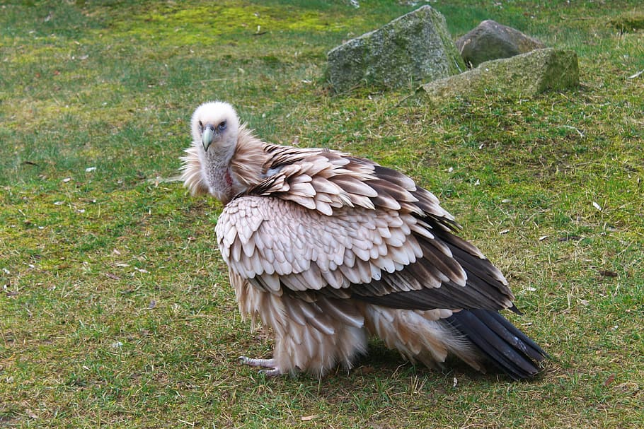 Vulture, Zoo, Berlin, Plumage, wild animal, nature, bird of prey