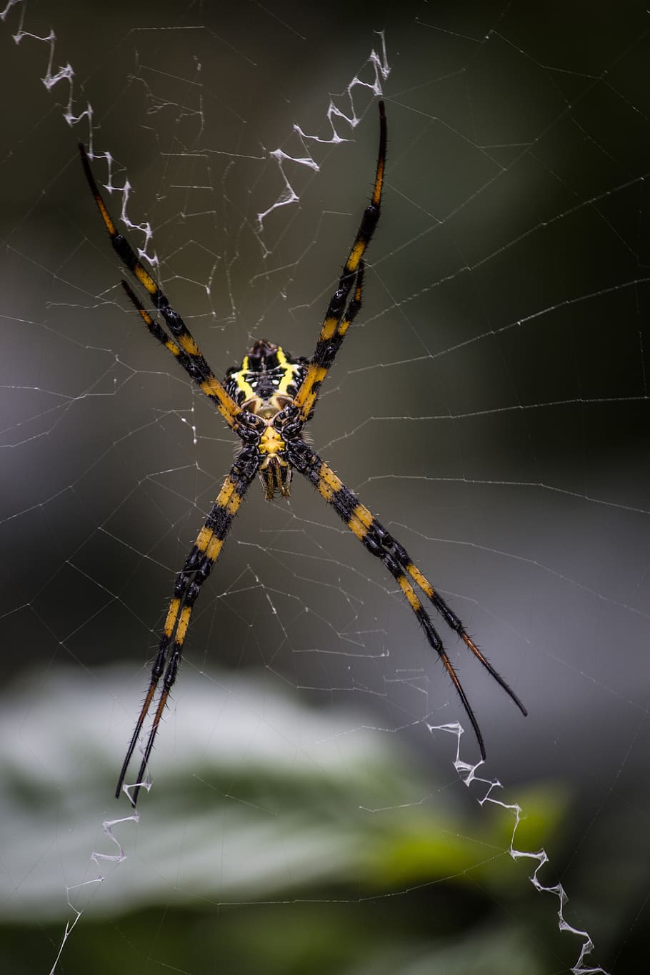 spider, arachnid, spiderweb, insect, trap, spider web, arthropod HD wallpaper