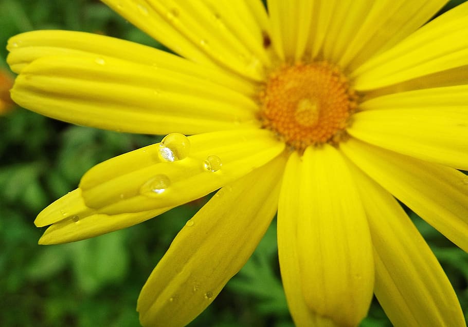 yellow, flower, drop, droplets, freshness, flowering plant HD wallpaper