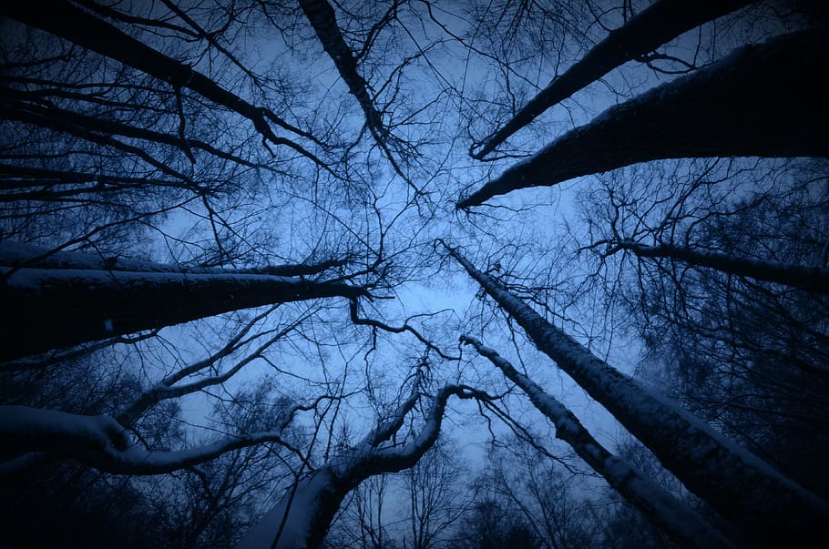 low angle photography of trees, forest, wood, branches, grim HD wallpaper