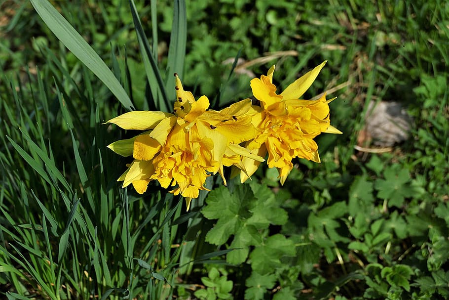 yellow daffodils in bloom at daytime, snowflake, spring, beetle HD wallpaper