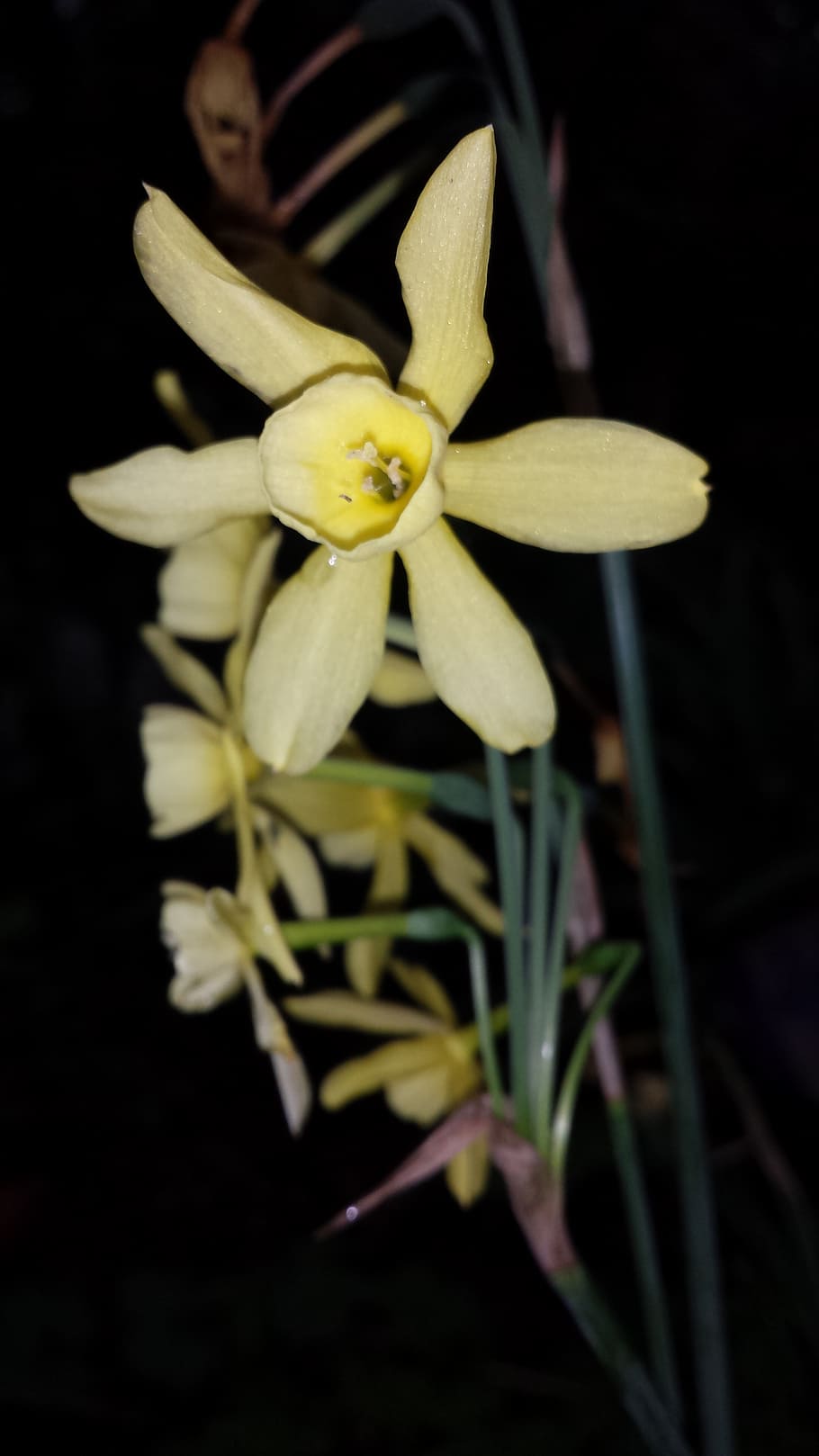 narcis, botanical, flowers, plant, flowering plant, yellow HD wallpaper