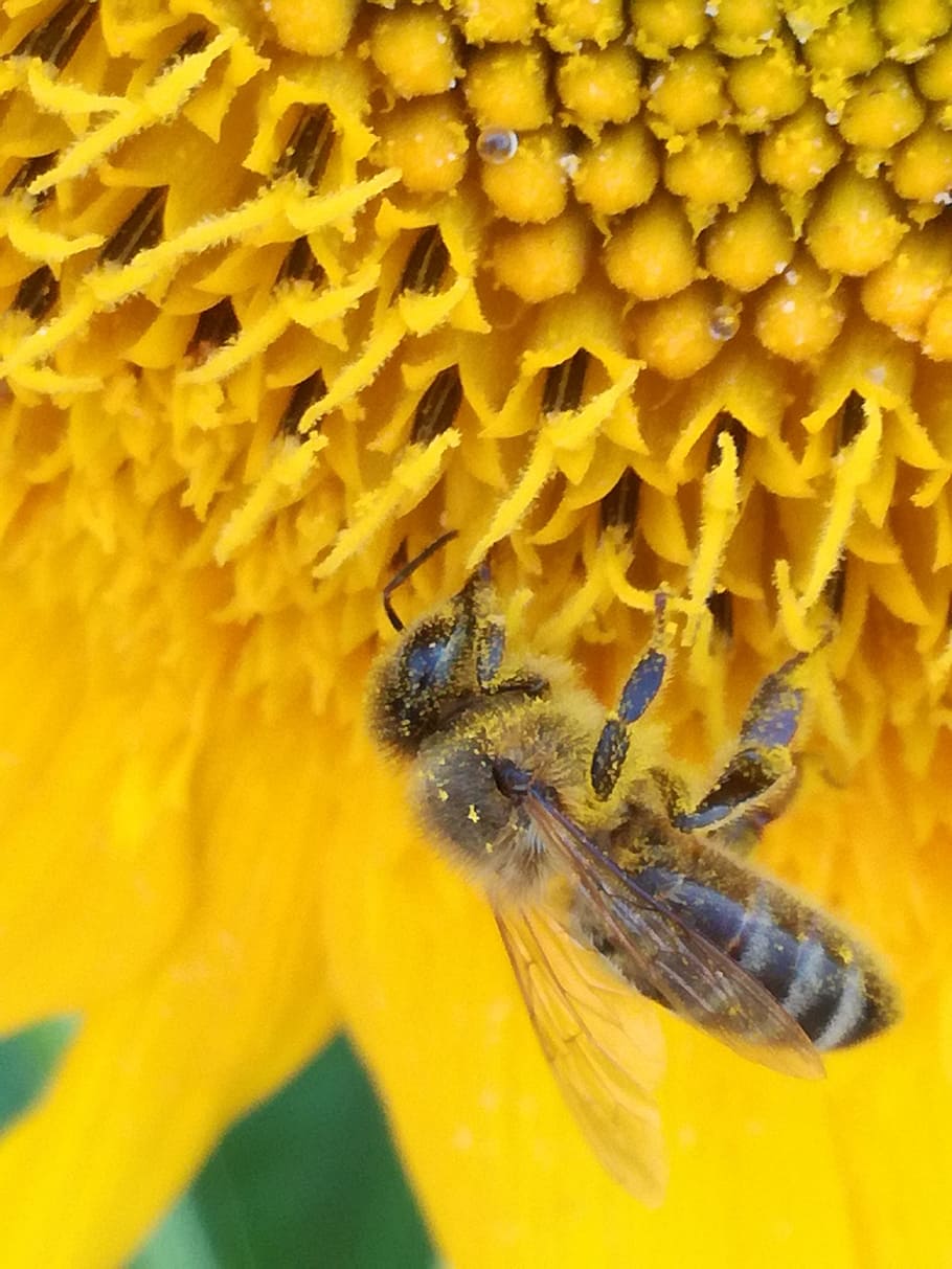 Bee, Sunflower, Honey, Nature, summer, garden, honeycomb, beekeeping, HD wallpaper