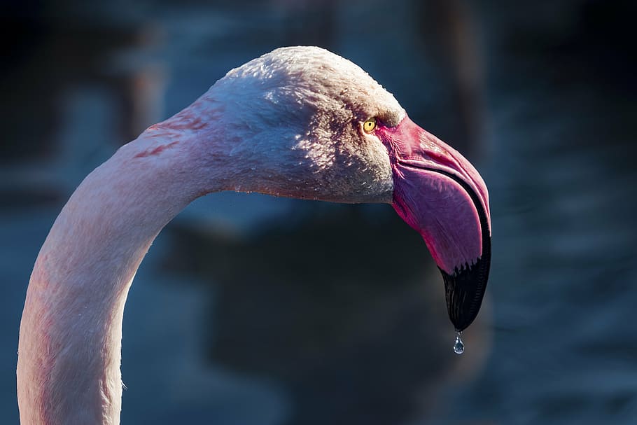 flamingo, drip, water, head, bill, eyes, bird, beak, one animal HD wallpaper