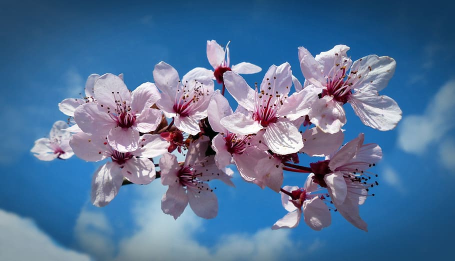 cherry, blossom, bloom, cherry blossom, sky, spring, japanese cherry HD wallpaper