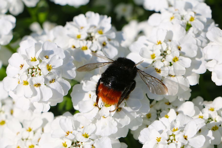 Insect, Hummel, Wing, Flower, flowers, white, one animal, fragility HD wallpaper