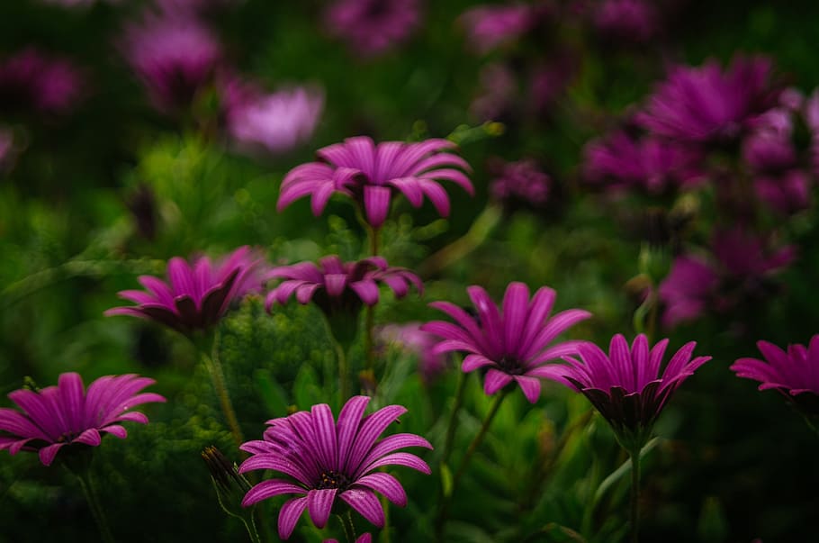purple, flowers, blossoms, bloom, garden, field, farm, green HD wallpaper