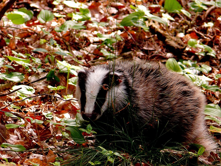brown and white animal, Badger, Forest, Wild, Nature, forest floor HD wallpaper