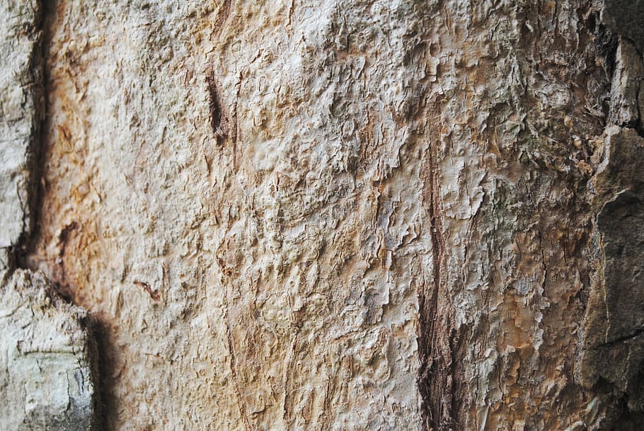 tree, rough, forest, stack, environment, natural, clog, textured HD wallpaper