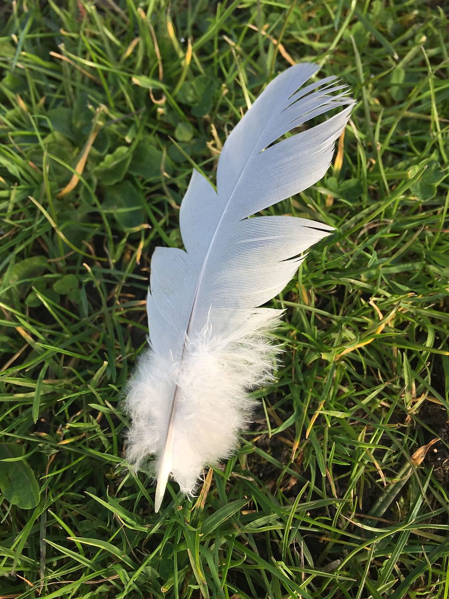 Feather, Grass, White, Nature, green, fragility, lightweight HD wallpaper