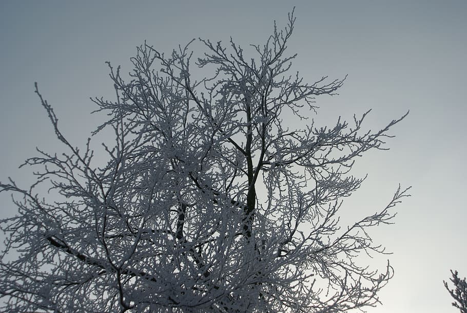 background, snow, zing, tree, air, branch, bare tree, sky, plant HD wallpaper