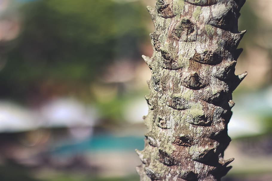 brown plant stem focus photo, nature, tree, forest, branch, close-up HD wallpaper