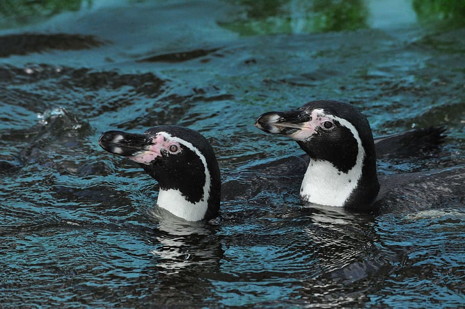 penguin, water, pair, animal, bird, nature, wildlife, black Color HD wallpaper
