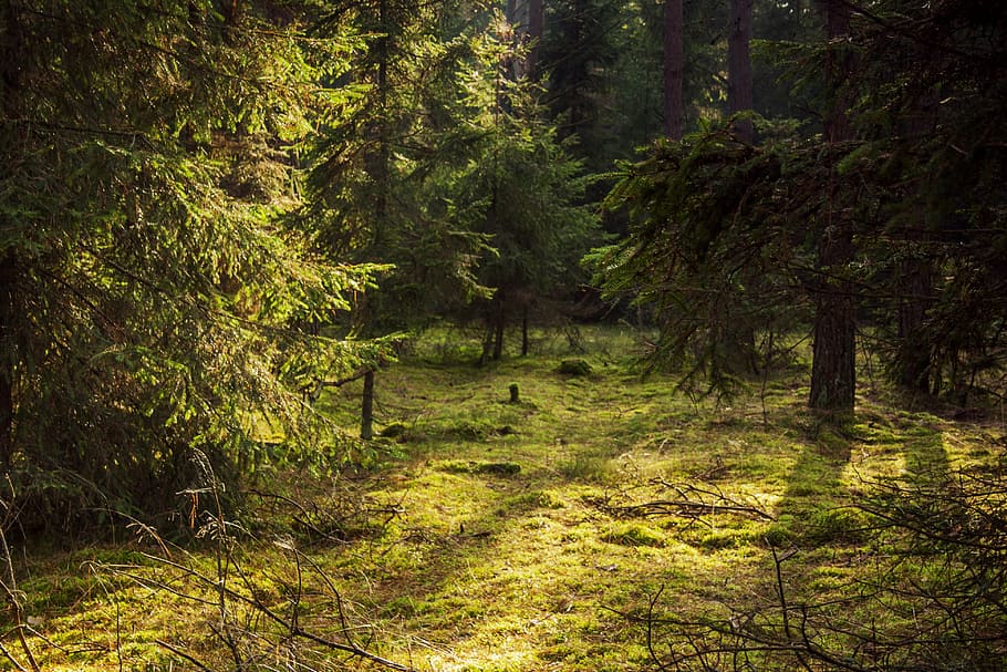 forest, spruce, tree, autumn, green, landscape, plant, tranquility HD wallpaper