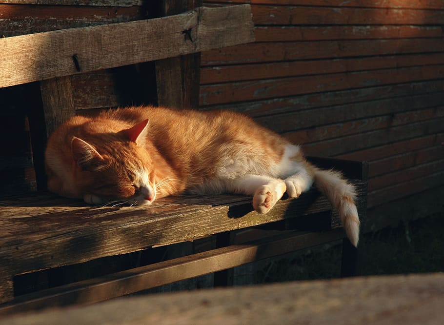 Cat, Rest, Cute, Pet, Animal, Relax, kitten, sleep, sleeping, HD wallpaper