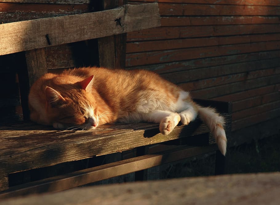 Cat, Rest, Cute, Pet, Animal, Relax, kitten, sleep, sleeping HD wallpaper
