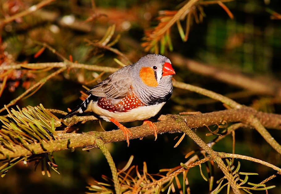 gray and brown zebra finch, bird, small, colorful, feather, little bird, HD wallpaper