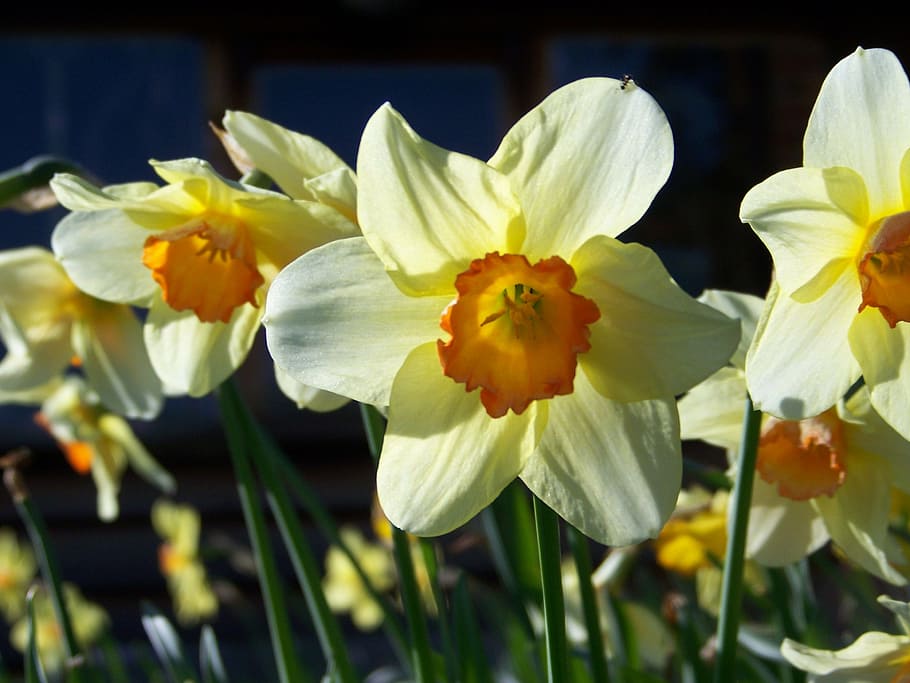 daffodil, close up, yellow, flower, plant, blossom, garden HD wallpaper