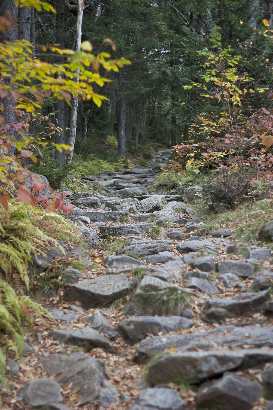 hiking, nature, path, pathway, rocks, stones, trail, trees HD wallpaper