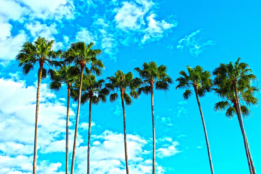 Beautiful Palm Trees iPhone Florida Sunset HD phone wallpaper  Pxfuel