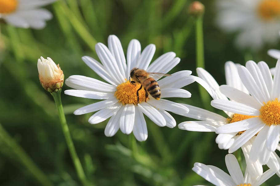 Daisy, White, Flower, Plant, Nature, flowers, green, pink flower HD wallpaper