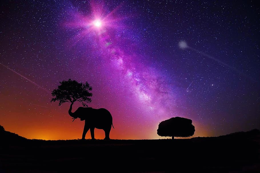 elephant silhouette digital wallpaper, galaxy, milky way, space, HD wallpaper