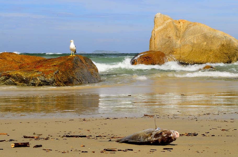 Dead Fish on Seashore during Daytime, beach, bird, gull, ocean HD wallpaper