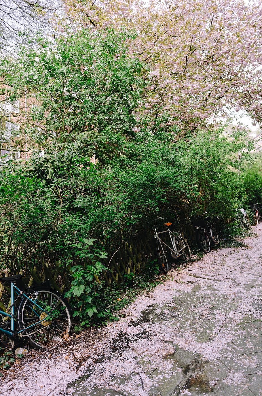 Spring in town, nature, tree, plant, outdoors, flower, footpath HD wallpaper