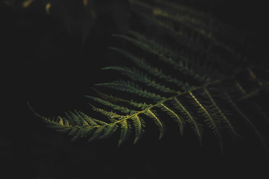 selective focus photography of shameplant, low-light photography of fern plant HD wallpaper