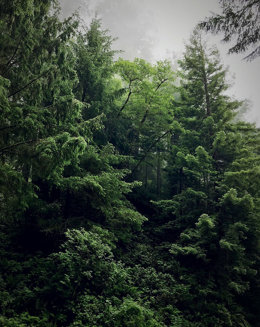 Green Oregon forest, green trees under fogs, pine tree, fir, plant HD wallpaper