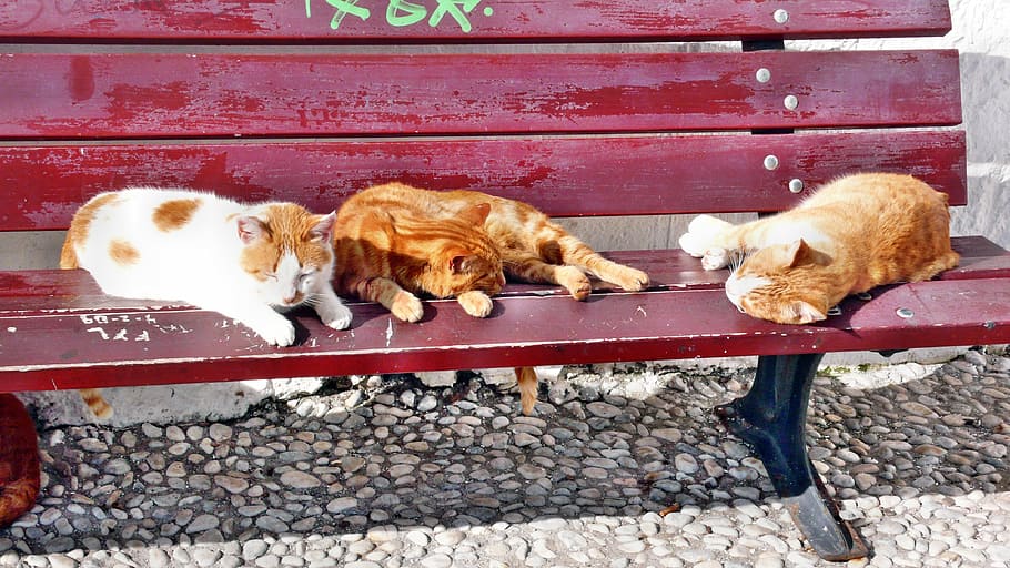 Cat, Rest, Ginger, Fur, Dormant, summer, bank, warm, homeless HD wallpaper
