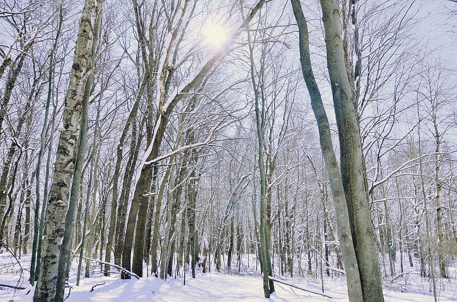 winter, snow, wood, tree, landscape, nature, nature center HD wallpaper