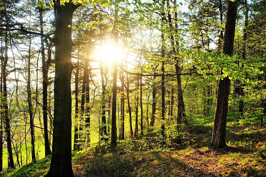 sunbeam, light beam, lighting, tree, land, forest, plant, tranquility HD wallpaper