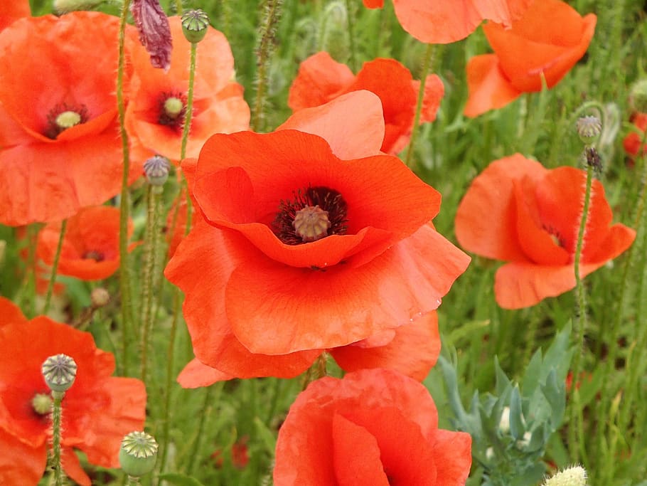 poppies, field, red, flowering plant, fragility, freshness HD wallpaper