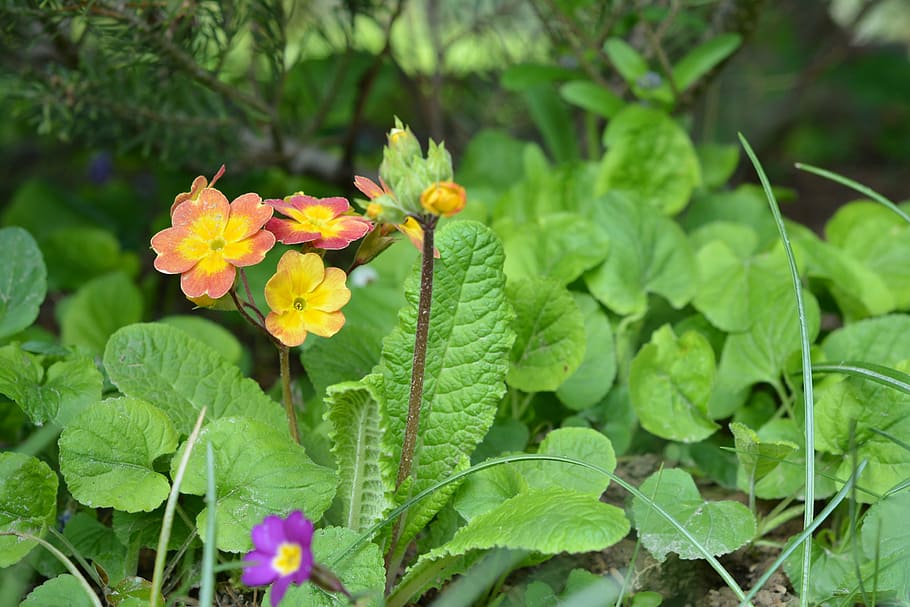 primula, spring, blooming, tiny, nature, plant, flower, leaf HD wallpaper