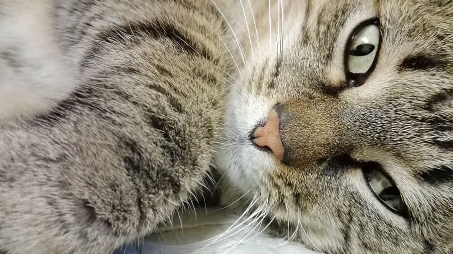 cat, eyes, view, mammal, animal themes, feline, domestic cat HD wallpaper