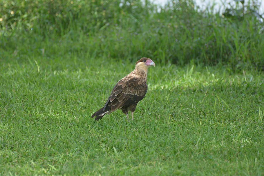 caracará, falconiiforme, hawk, animal, animal themes, grass HD wallpaper