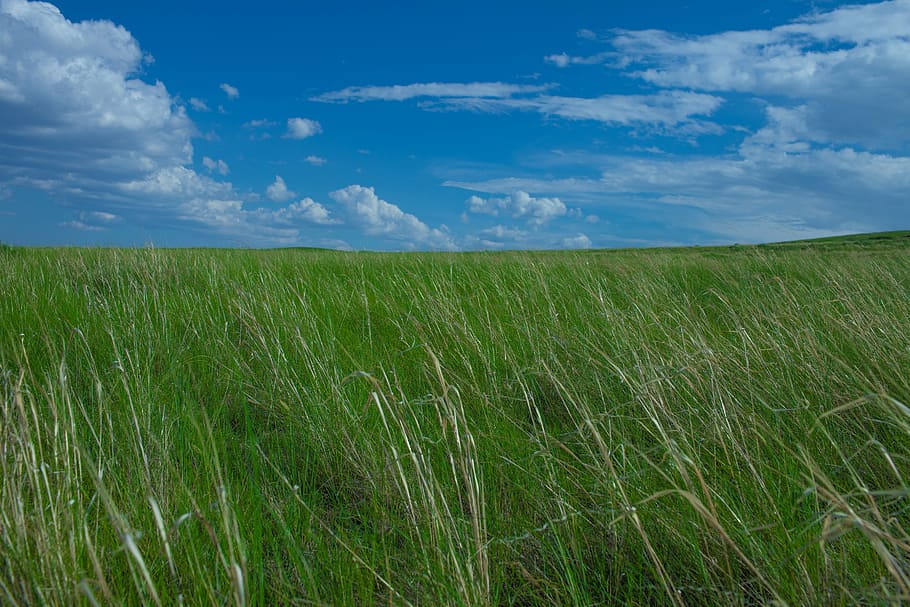 prairie, nature, chifeng, field, land, sky, plant, growth, landscape HD wallpaper