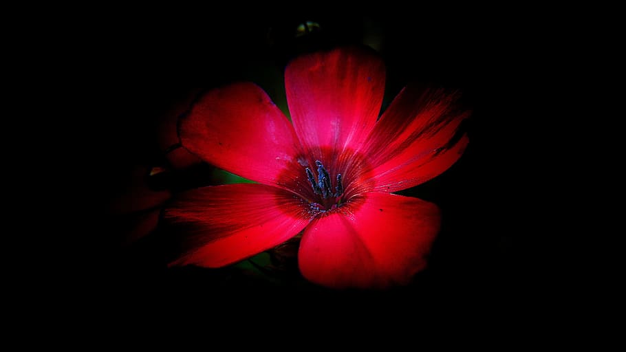 Flower, Small, Close, pointed flower, red, small flowers, butterfly meadow HD wallpaper