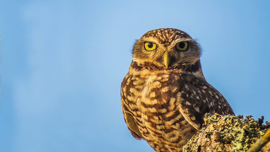 Owl, Bird, Nature, Look, animal wildlife, one animal, animals in the wild HD wallpaper