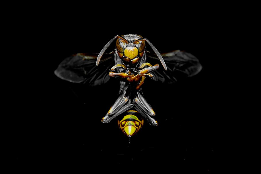 shallow focus photo of a hornet, yellow and black wasp, bug, insect HD wallpaper