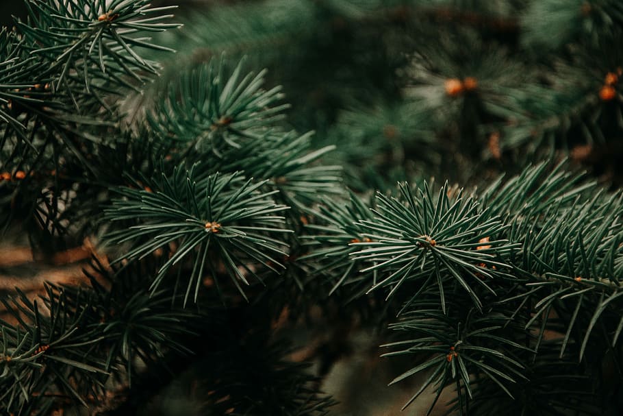 tilt shift lens photography of green Christmas tree, shallow focus photography of green plants HD wallpaper