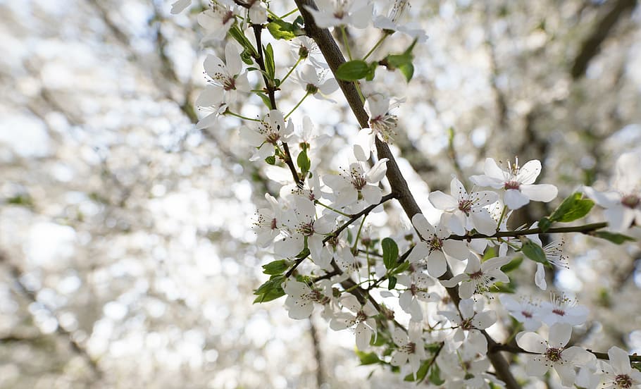 tilt shift white flowering tree, bloom, blossom, plant, nature HD wallpaper