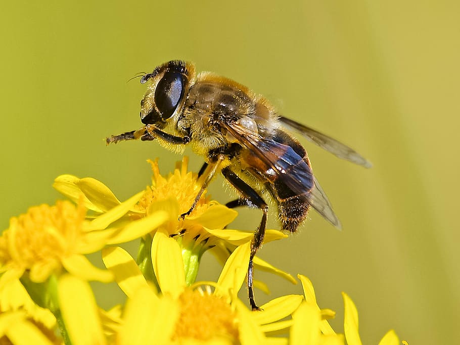 hoverfly, blossom, bloom, insect, nature, animal, flowering plant HD wallpaper