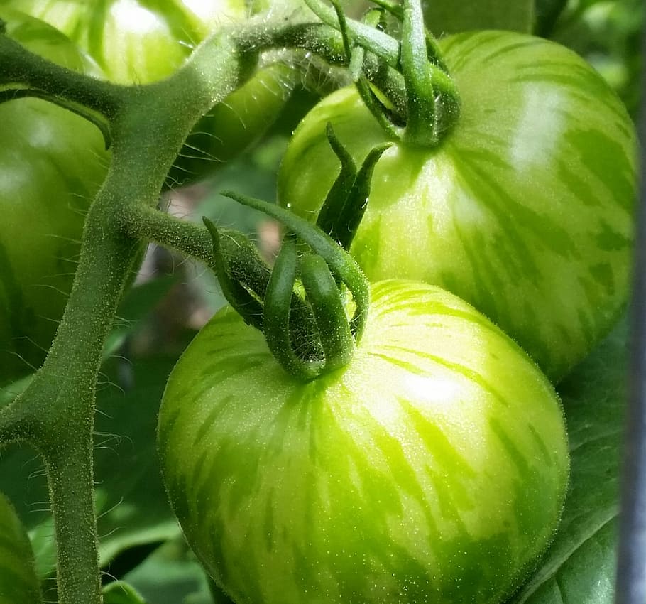 green, tomatoes, summer, vegetable, agriculture, food, nature HD wallpaper