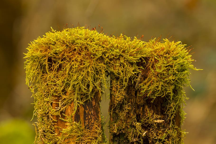 moss, bemoost, tree trunk, green, nature recording, overgrown HD wallpaper