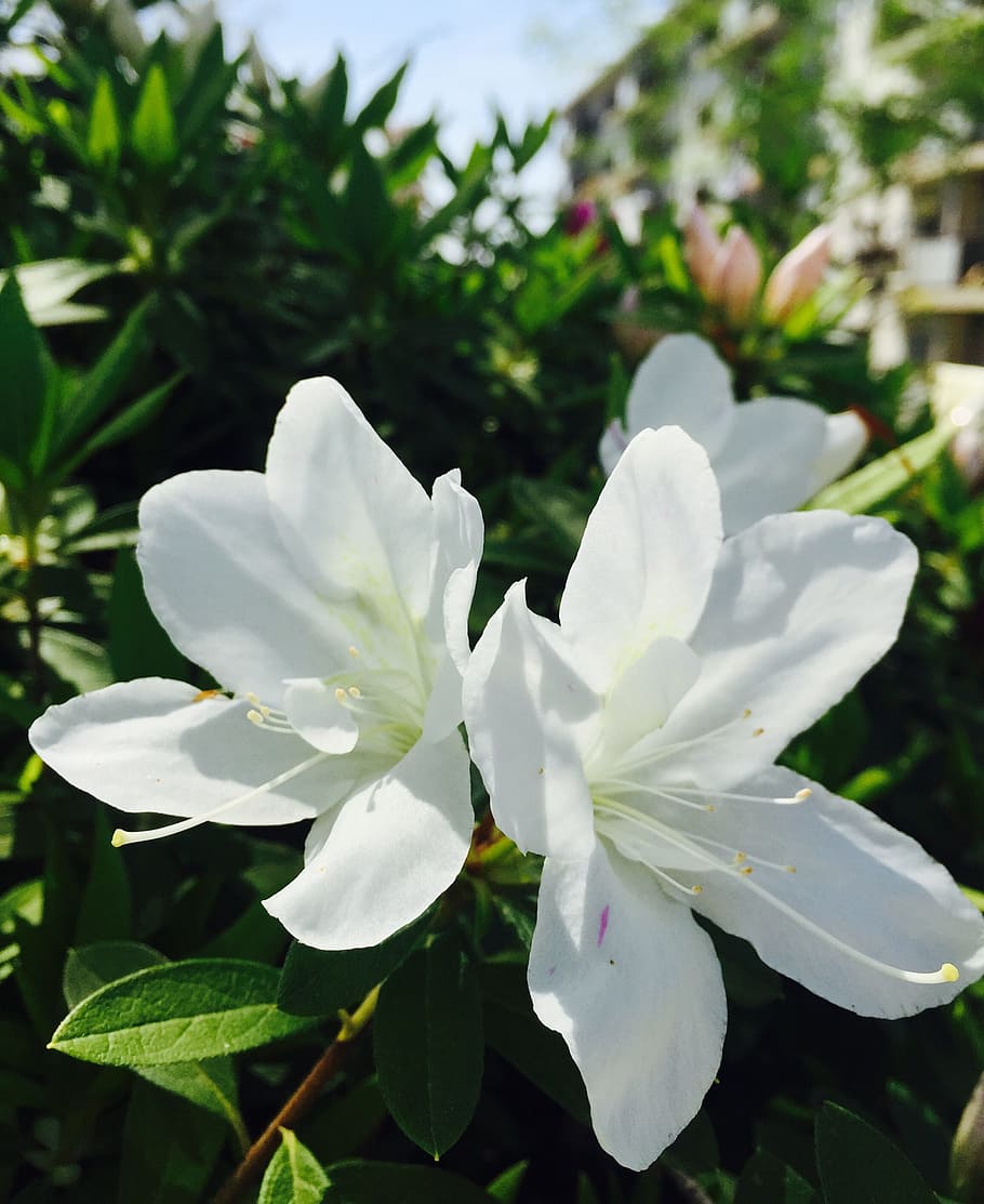 Nature, White Flower, Spring, leaf, white color, beauty in nature HD wallpaper