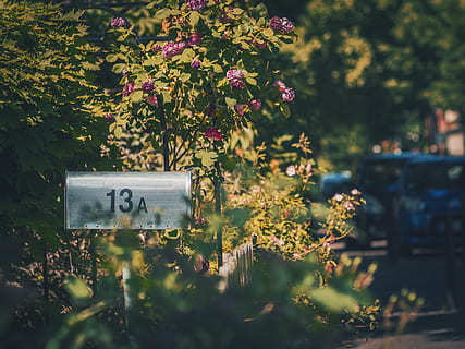 mailbox, outside, green, trees, flowers, plant, communication HD wallpaper