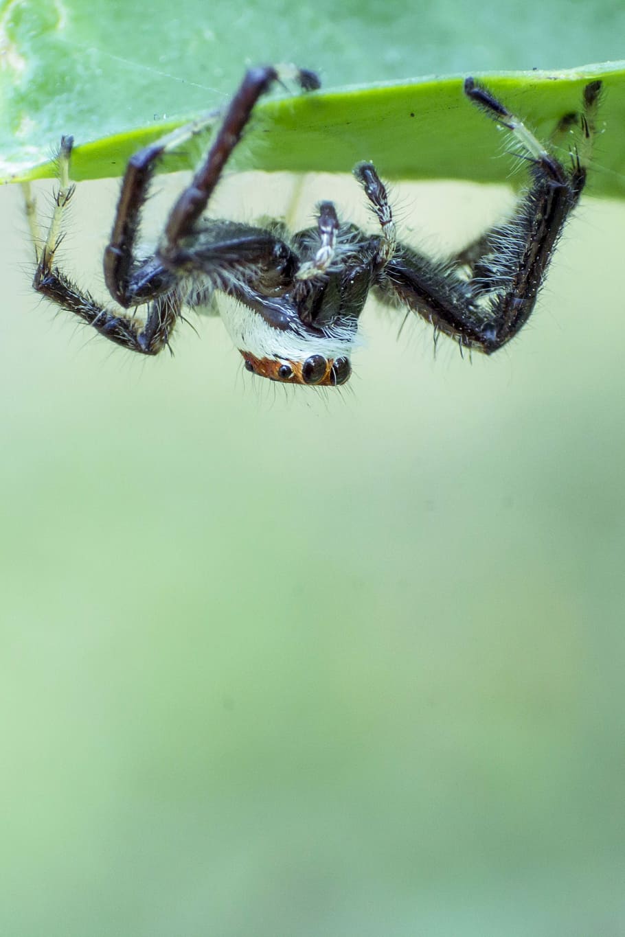 Macro, Spider, Bug, Creature, one animal, animal themes, animals in the wild HD wallpaper