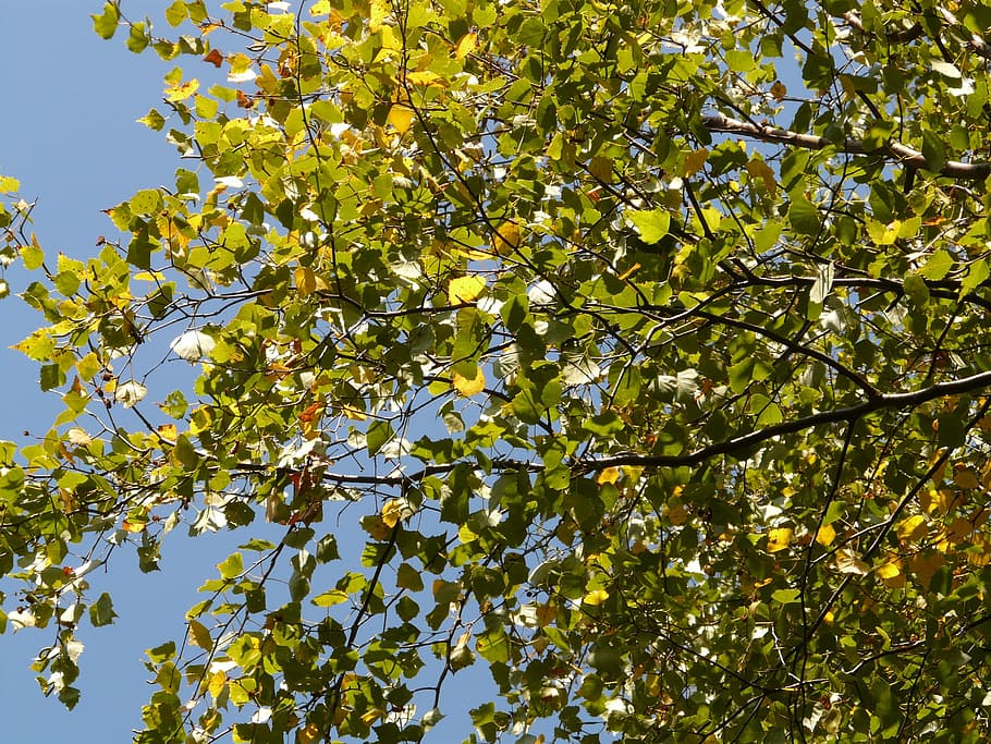 leaves, tree, summer, light, poplar, plant, growth, low angle view HD wallpaper